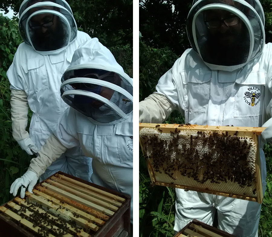Bee keepers inspecting the apiary at Worsley Hall Allotments
