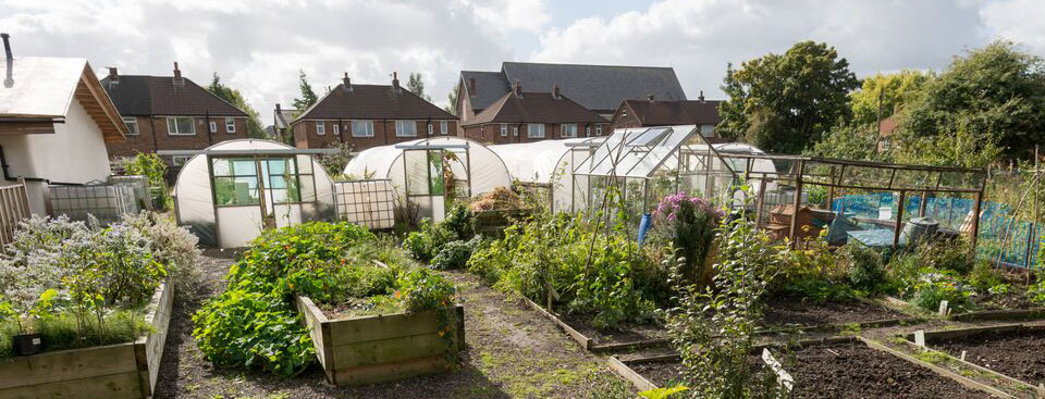 Polytunnels at Worsley Hall Allotments